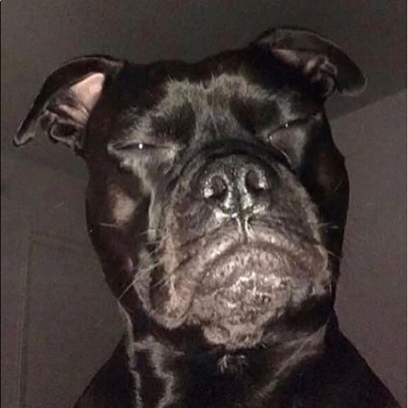 Meet your Posher, Isaiah - Picture 1 of 1